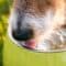 A close-up of a tan-and-white dog’s snout as it drinks water from a Chartreuse-colored bowl outside.