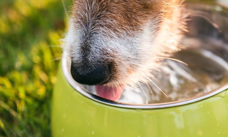 A close-up of a tan-and-white dog’s snout as it drinks water from a Chartreuse-colored bowl outside.